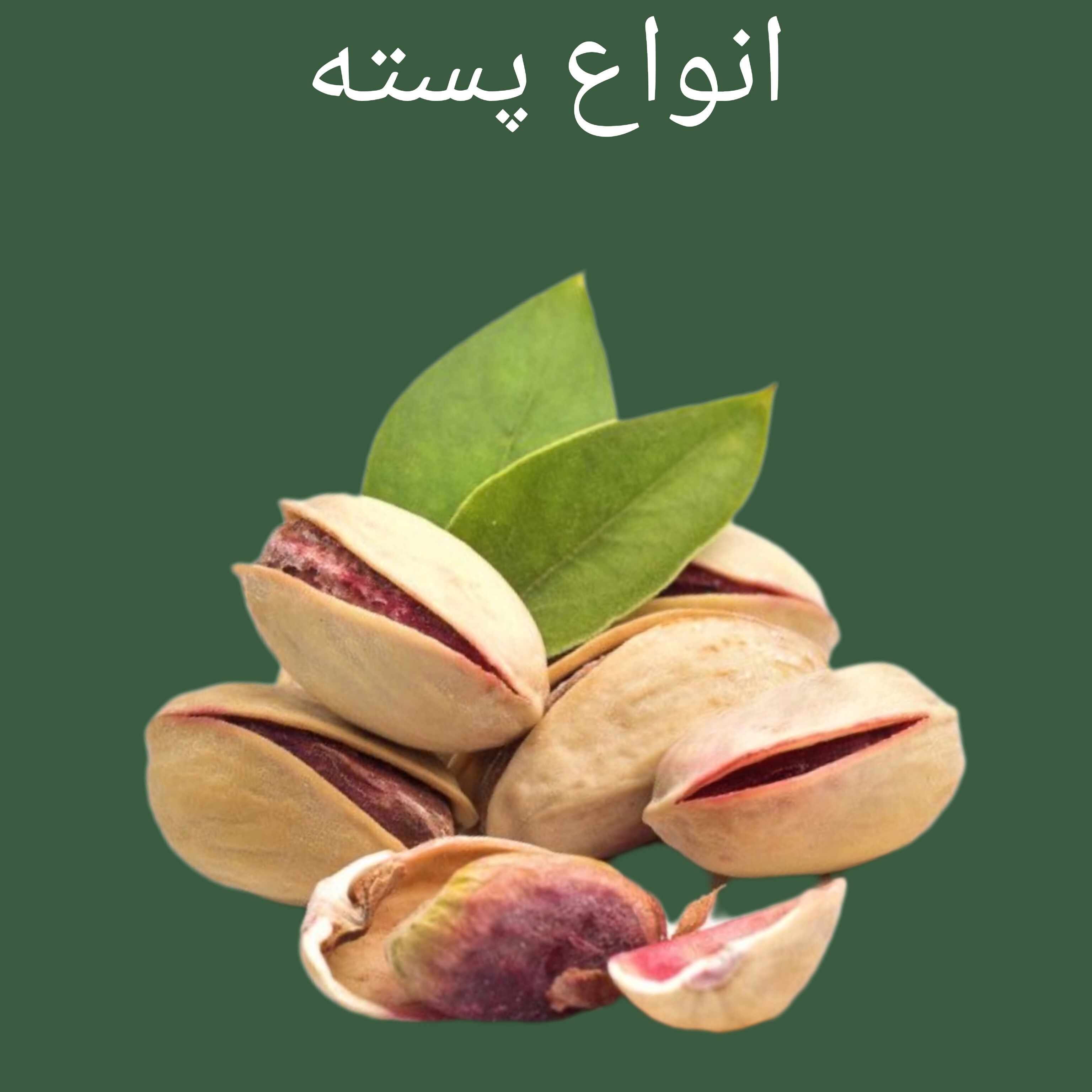 انواع پسته